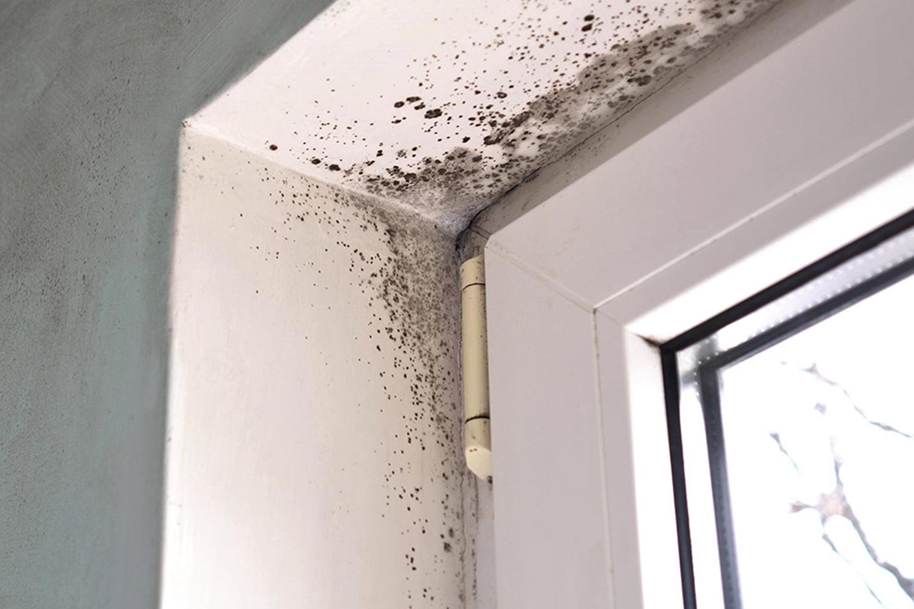 mold in corner of room croton on gainesville ga