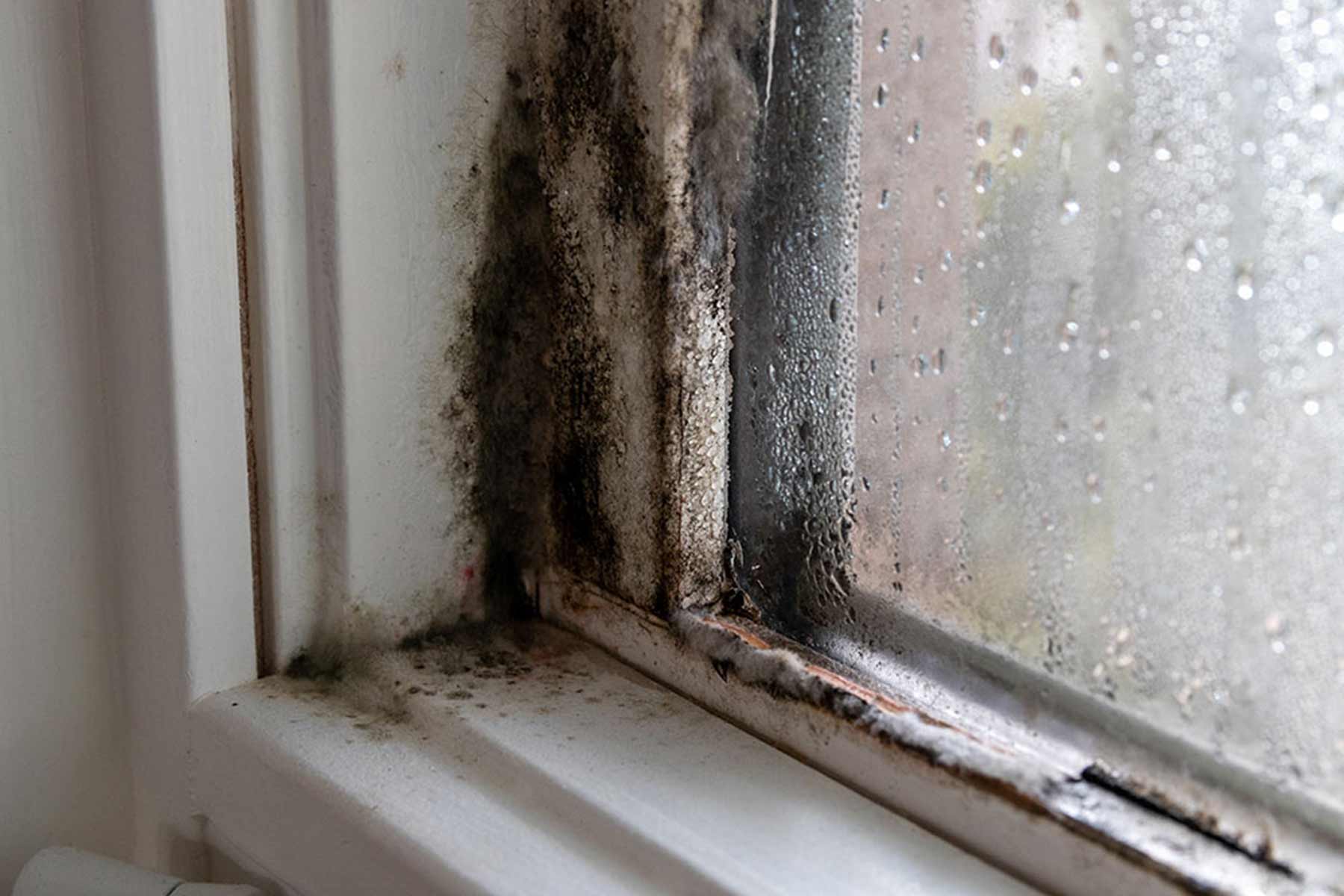 mold on wall window buford ga