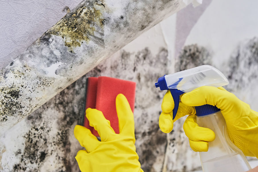 person scrubing wall covered in mold