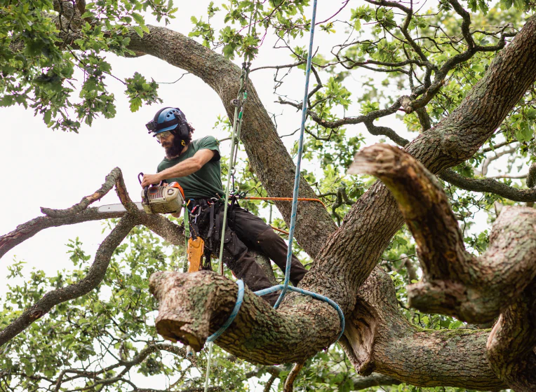 arborist doing tree removal